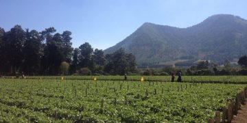 El MAGA ha identificado los cultivos más vulnerables durante este periodo, destacando hortalizas, maíz, frijol, café y pastos. / Foto: MAGA