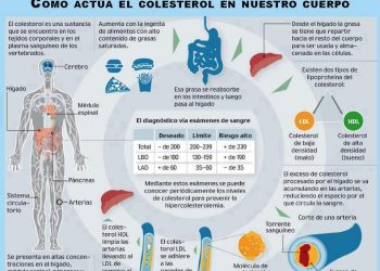 El gráfico de Salud, nutrición y estética en equilibrio muestra cómo actúa el colesterol en el cuerpo.