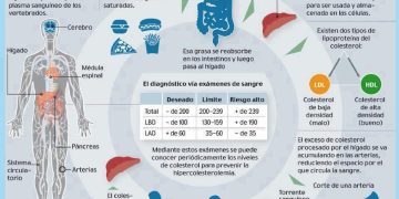 El gráfico de Salud, nutrición y estética en equilibrio muestra cómo actúa el colesterol en el cuerpo.