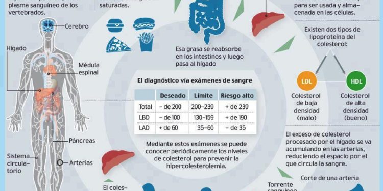 El gráfico de Salud, nutrición y estética en equilibrio muestra cómo actúa el colesterol en el cuerpo.