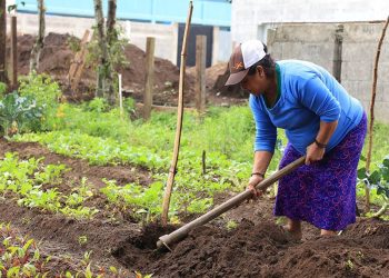 El trabajo del MAGA tiene como propósito ayudar a las familias rurales a superar las condiciones de infrasubsistencia. / Foto MAGA.