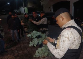 Con acciones conjuntas y una participación activa de la población, es posible asegurar un futuro sostenible para el pinabete. / Foto: PNC.