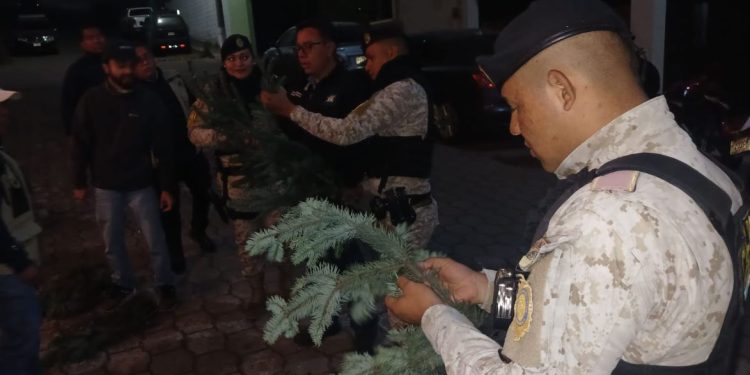 Con acciones conjuntas y una participación activa de la población, es posible asegurar un futuro sostenible para el pinabete. / Foto: PNC.