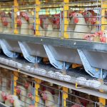 Puede preparar una cena para recibir el 2025 con aves vacunadas para su seguridad. / Foto: cortesía Maga