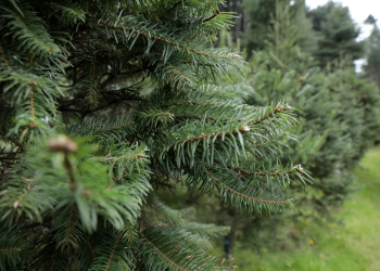 Venta legal del pinabete promueve la conservación de la especie. / Foto: Daniel Ordóñez.