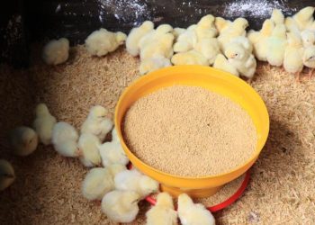 La humedad y la temperatura son factores que deben ser monitoreados constantemente para garantizar el bienestar de los pollos. / Foto: MAGA