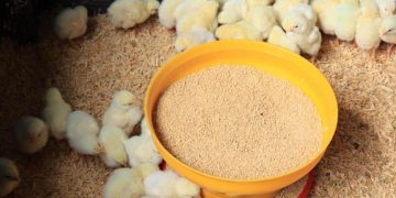 La humedad y la temperatura son factores que deben ser monitoreados constantemente para garantizar el bienestar de los pollos. / Foto: MAGA