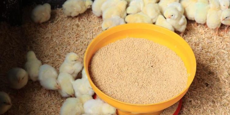 La humedad y la temperatura son factores que deben ser monitoreados constantemente para garantizar el bienestar de los pollos. / Foto: MAGA