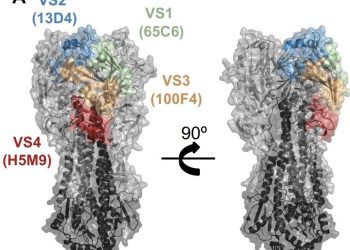 Los anticuerpos en humanos son capaces de reconocer y podrían neutralizar el virus de la gripe aviar, señala estudio científico.