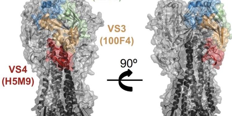 Los anticuerpos en humanos son capaces de reconocer y podrían neutralizar el virus de la gripe aviar, señala estudio científico.