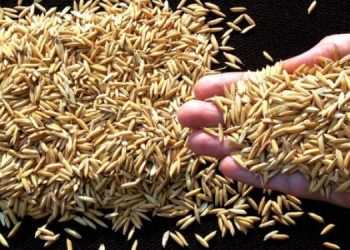 El Ministerio de Economía autorizó un contingente de 40 mil toneladas métitricas de arroz con cáscara.