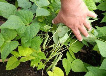 Asistencia agrícola se presta en plantaciones de frijol y chile pimiento de Petén. / Foto: MAGA.