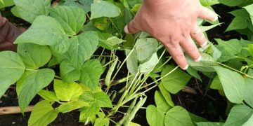 Asistencia agrícola se presta en plantaciones de frijol y chile pimiento de Petén. / Foto: MAGA.