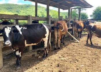 Asistencia técnica bovina a brigadas pecuarias en Petén