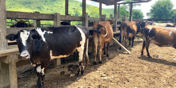 Asistencia técnica bovina a brigadas pecuarias en Petén