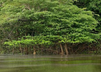 La desaparición de bosques inundados amenaza la abundancia de peces en la Amazonía.