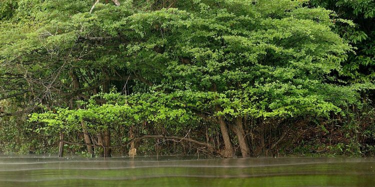 La desaparición de bosques inundados amenaza la abundancia de peces en la Amazonía.