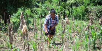 El Crédito Tob'anik ahora cuenta con un seguro agrícola que protege a los productores de los efectos de fenómenos climáticos extremos.