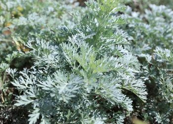 El ajenjo empieza a ser producido en el país para diversos fines. / Foto: MAGA.