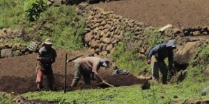 Estudio revela relación entre agricultura y cambio climático. / Foto: MAGA.