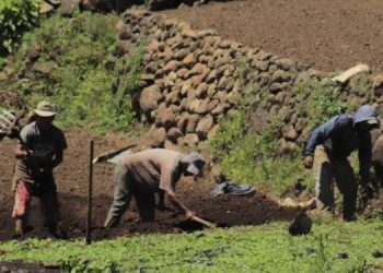Estudio revela relación entre agricultura y cambio climático. / Foto: MAGA.