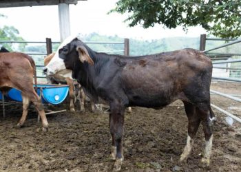 El 75 % de los animales afectados por el gusano barrenador se recupera gracias a acciones del Visar. / Foto: MAGA.