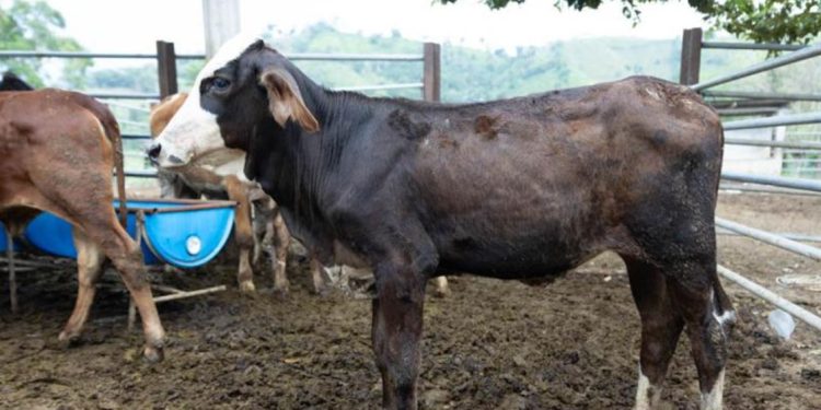 El 75 % de los animales afectados por el gusano barrenador se recupera gracias a acciones del Visar. / Foto: MAGA.