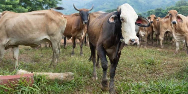 Inspecciones forman parte de las acciones de combate al gusano barrenador del ganado. / Foto: MAGA.