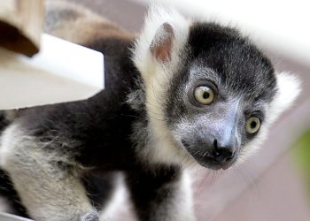 El parásito se localizó en tres lémures que murieron entre 2020 y 2022 en el zoológico Bioparc de Valencia, el cual también puede afectar a personas.