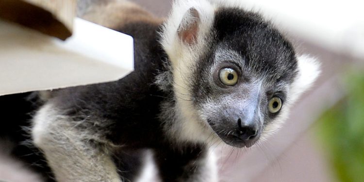 El parásito se localizó en tres lémures que murieron entre 2020 y 2022 en el zoológico Bioparc de Valencia, el cual también puede afectar a personas.