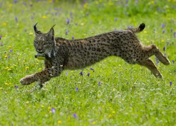 El lince ibérico es una muestra de cómo se pierde la biodiversidad genética, pero también cómo se puede ayudar a conservarla.