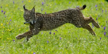 El lince ibérico es una muestra de cómo se pierde la biodiversidad genética, pero también cómo se puede ayudar a conservarla.