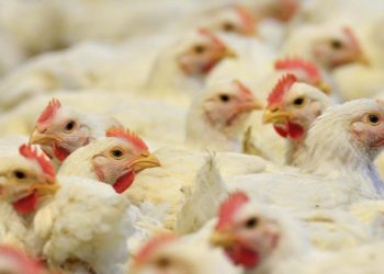 La OMS advierte sobre el riesgo latente de contagio de gripe aviar en humanos. / Foto: EFE.