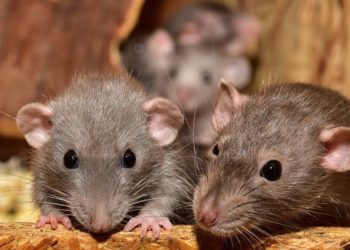 Las ratas pueden percibir el peligro y contextos amenazantes. / Foto: EFE.