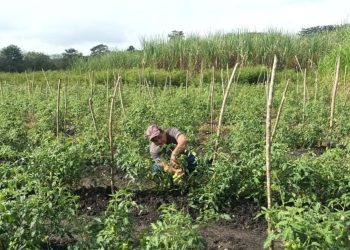 MAGA impulsa el cultivo sostenible de tomate en Petén. / Foto: MAGA.