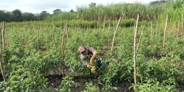 MAGA impulsa el cultivo sostenible de tomate en Petén. / Foto: MAGA.