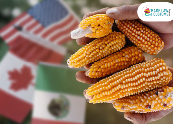 México intenta frenar la siembra de maíz transgénico. / Foto: TLC Magazine.