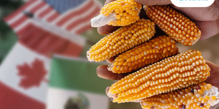 México intenta frenar la siembra de maíz transgénico. / Foto: TLC Magazine.