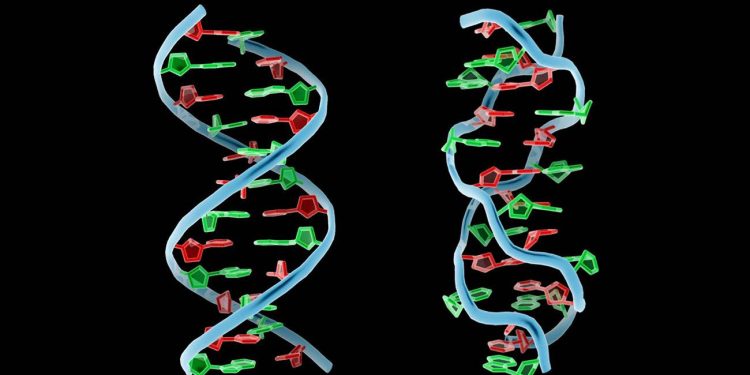 Nuevos estudios revelan el papel de los mapas de cruces de ADN y su relación con la fertilidad. / Foto: Agencia SINC.