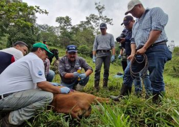 Organismos internacionales cooperarán en el combate del gusano barrenador. / Foto: MAGA.