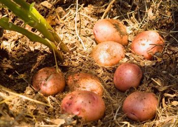 Papa Loman Roja se caracteriza por su piel roja y pulpa amarilla. / Foto: MAGA.