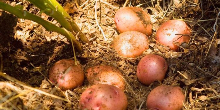 Papa Loman Roja se caracteriza por su piel roja y pulpa amarilla. / Foto: MAGA.