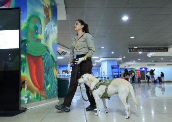 Perros son clave para inspección en Aeropuerto La Aurora. / Foto: MAGA.