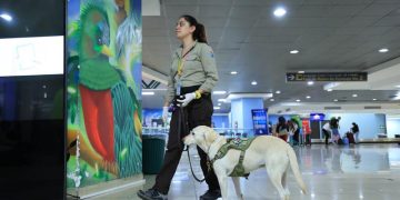 Perros son clave para inspección en Aeropuerto La Aurora. / Foto: MAGA.