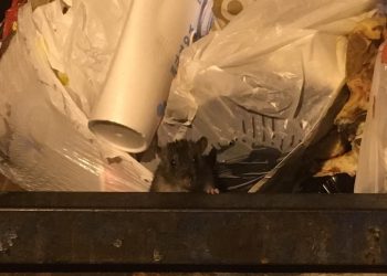 Según estudio, el aumento de las poblaciones de ratas se relaciona con las temperaturas cada vez más altas.