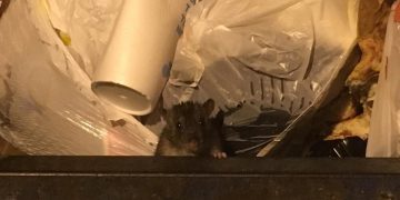 Según estudio, el aumento de las poblaciones de ratas se relaciona con las temperaturas cada vez más altas.