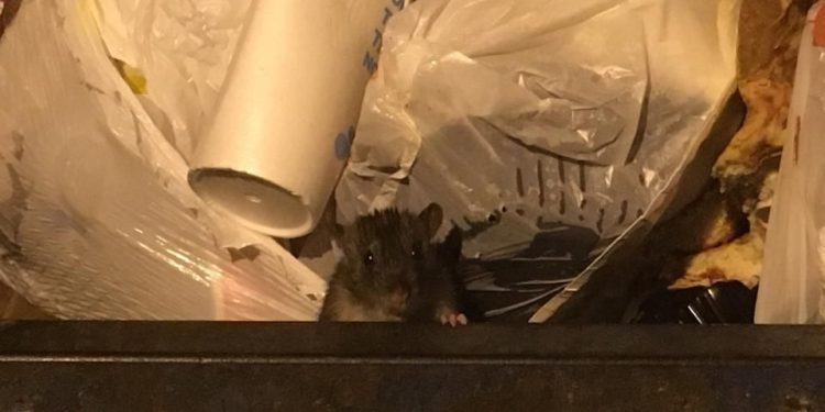 Según estudio, el aumento de las poblaciones de ratas se relaciona con las temperaturas cada vez más altas.