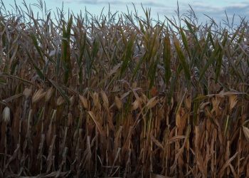 Científicos prevén que el mundo se encamina hacia una hambruna global para mediados de este siglo.