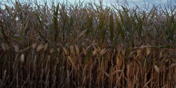 Científicos prevén que el mundo se encamina hacia una hambruna global para mediados de este siglo.