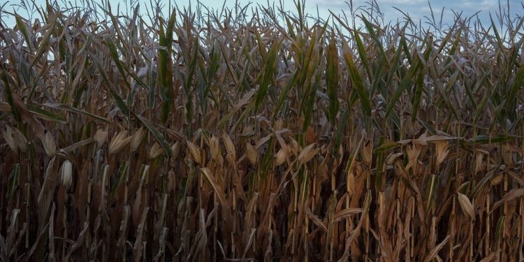 Científicos prevén que el mundo se encamina hacia una hambruna global para mediados de este siglo.